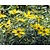 Coreopsis verticillata