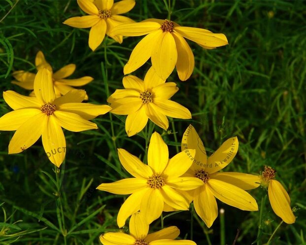 Coreopsis verticillata