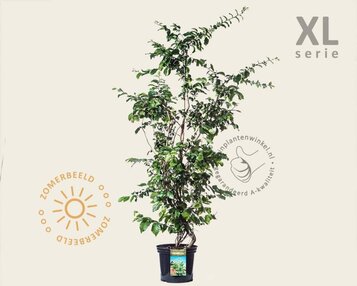 Parrotia persica - XL image