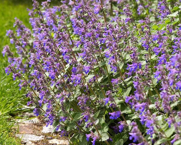 Nepeta faassenii