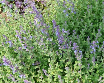 Nepeta faassenii