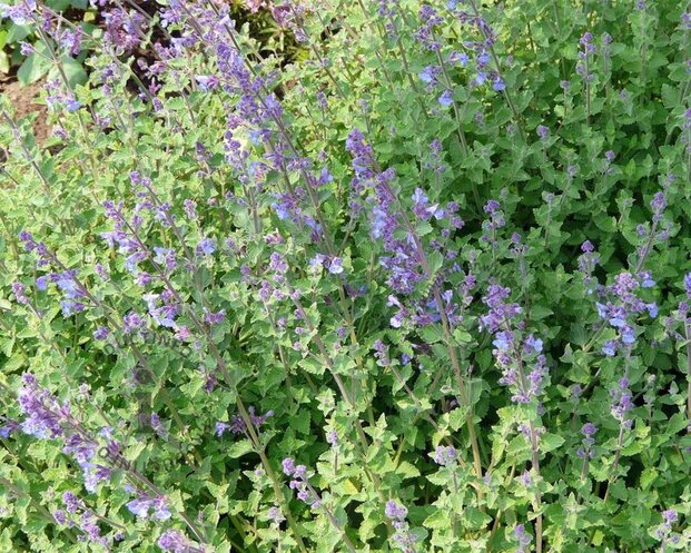 Nepeta faassenii