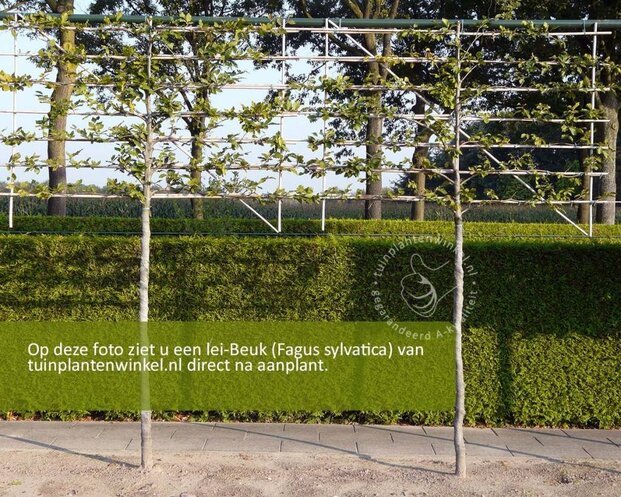 Lei-Groene Beuk - Classic - pakket 4 stuks + EXTRA'S!