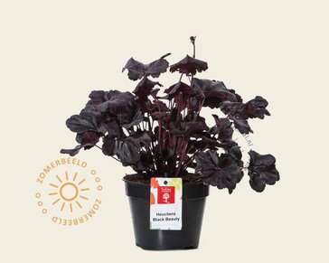 Heuchera 'Black Beauty'