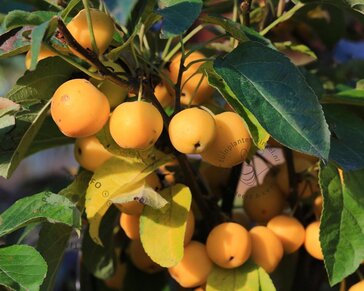 Malus 'Golden Hornet'