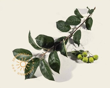 Malus 'Golden Hornet'