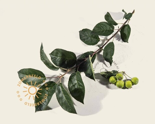 Malus 'Golden Hornet'