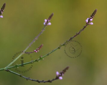 Verbena officinalis 'Bampton' image