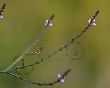 Verbena officinalis 'Bampton'