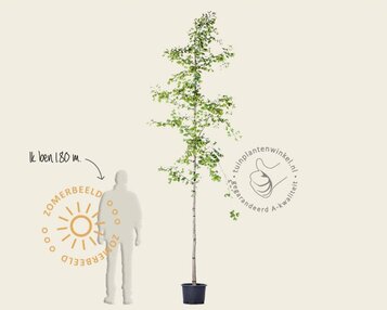 Ginkgo biloba image