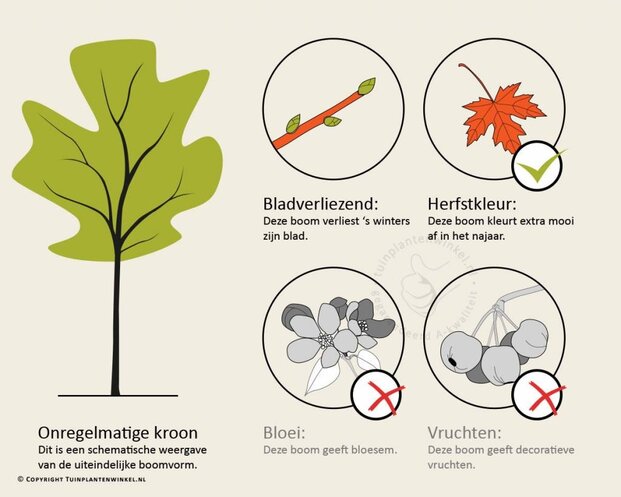Ginkgo biloba
