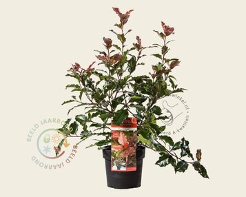 Photinia 'Magical Volcano' - 'Kolmavoca' image