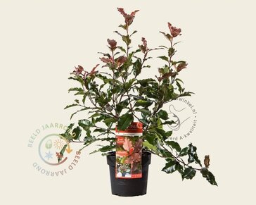 Photinia 'Magical Volcano' - 'Kolmavoca'