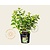 Hydrangea paniculata 'Little Lime'
