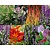 Borderpakket Purpurea zon-halfschaduw - (pakket 12)