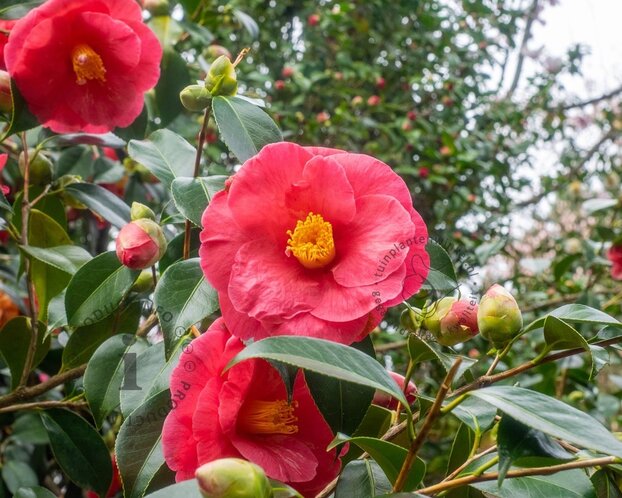 Camellia japonica 'Wheeler'