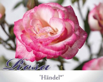 Rosa 'Händel' image