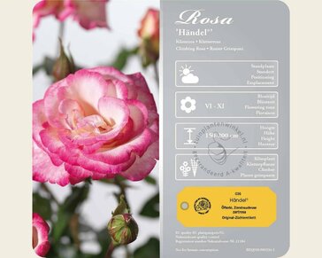 Rosa 'Händel'