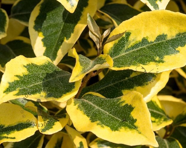 Elaeagnus ebbingei 'Gilt Edge'