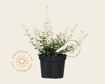 Euonymus fortunei 'Harlequin' image