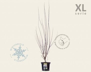 Prunus cerasifera 'Nigra' - XL
