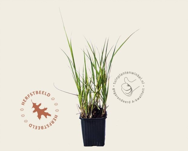 Molinia arundinacea 'Karl Foerster'