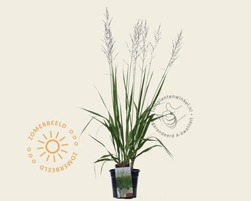Molinia arundinacea 'Karl Foerster'