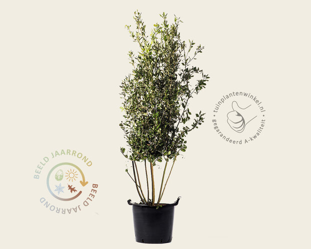 Quercus ilex - meerstammig