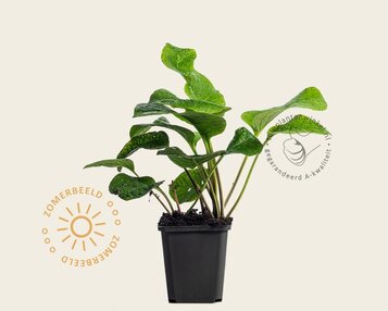 Trachystemon orientalis image