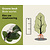Fagus sylvatica (Groene Beuk) - blote wortel