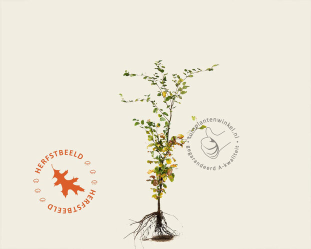Fagus sylvatica (Groene Beuk) - blote wortel