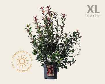 Photinia fraseri 'Carré Rouge' - XL