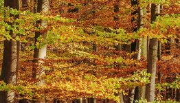 Inheemse bomen image