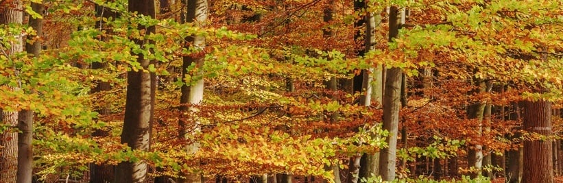 Inheemse bomen image