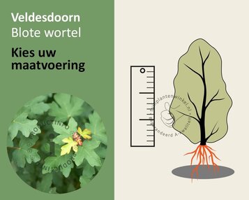 Acer campestre - blote wortel image