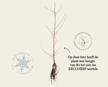 Acer campestre - blote wortel