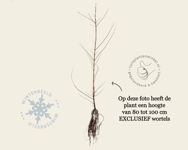 Acer campestre - blote wortel