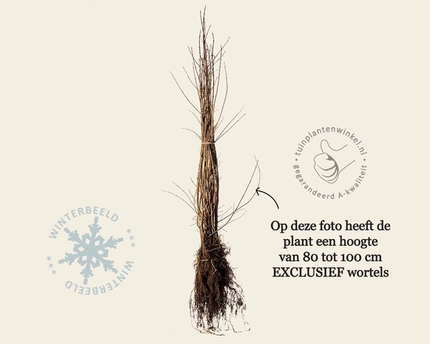 Acer campestre - blote wortel