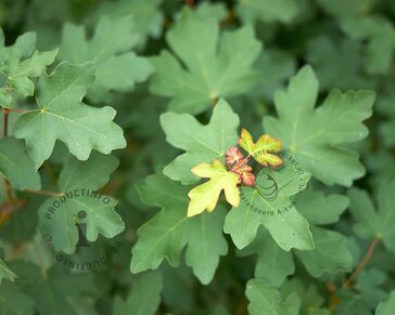 Acer campestre - blote wortel