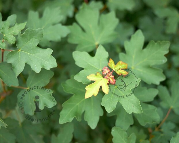 Acer campestre - blote wortel