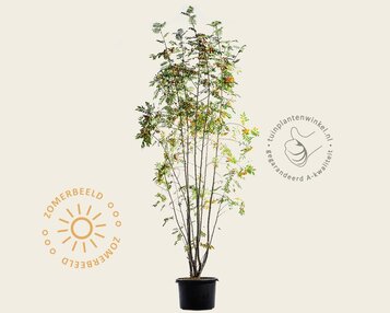 Sorbus aucuparia - meerstammig image