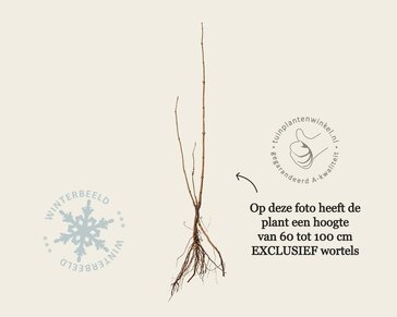 Sambucus nigra - blote wortel