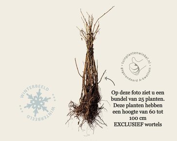 Sambucus nigra - blote wortel