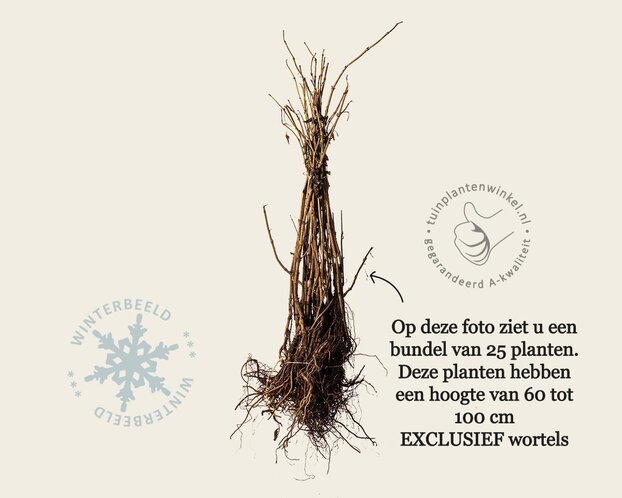 Sambucus nigra - blote wortel