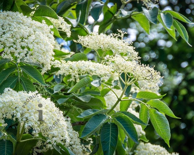 Sambucus nigra - blote wortel