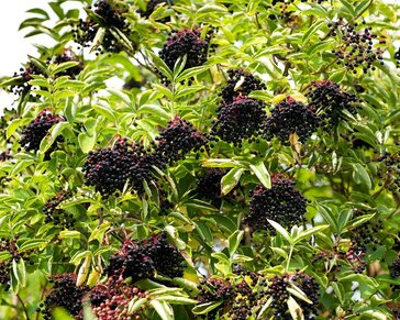 Sambucus nigra - blote wortel