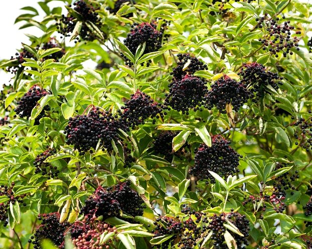 Sambucus nigra - blote wortel