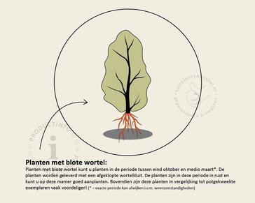 Sambucus nigra - blote wortel