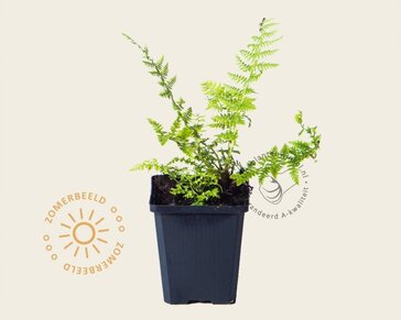 Athyrium filix-femina