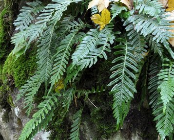 Polypodium vulgare image